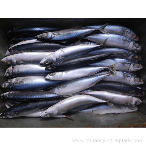 Chinese Frozen Fish Pacific Mackerel Wr 200-300g